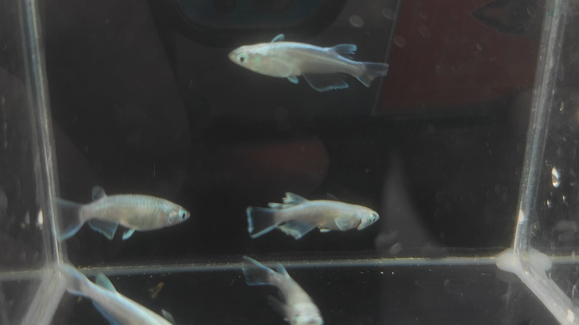 tarumi long fin 垂水ロングフィンเพาะไทย