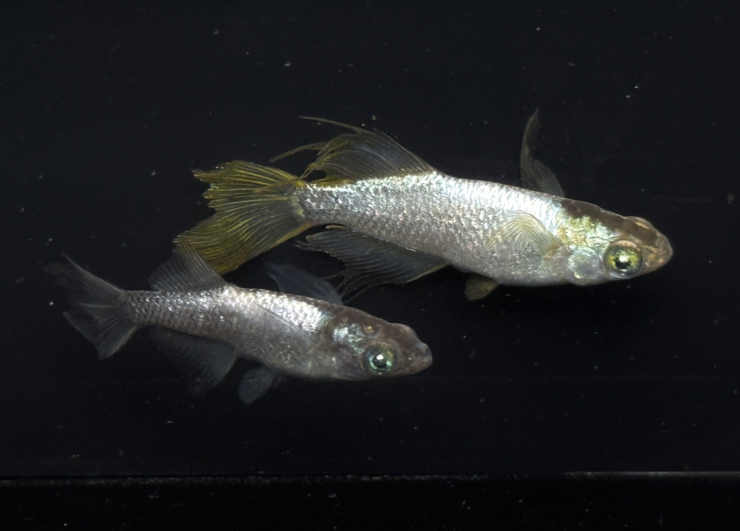 ปลาก้นกรุ Tou 'Hikari, Matsui long fin, Earth eyes' เพาะไทยคัดพิเศษ