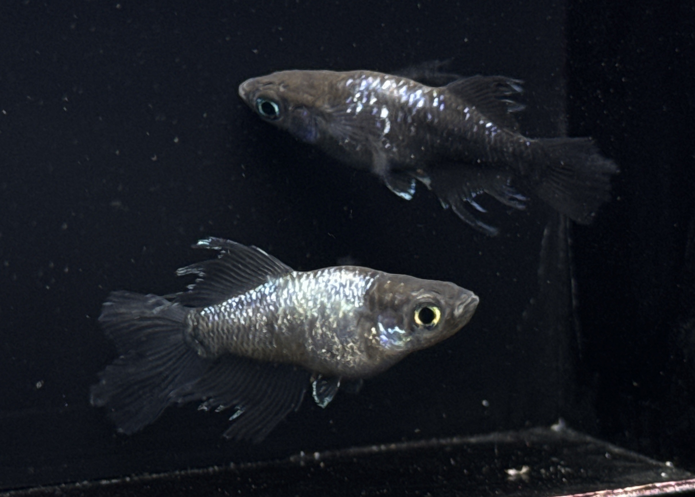Spade II (Balck Type) 'Hikari,Swallow,Matsui longfin'