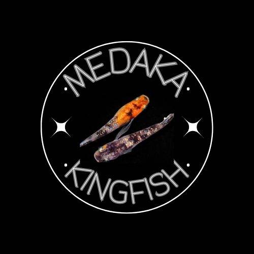 Medaka king fish