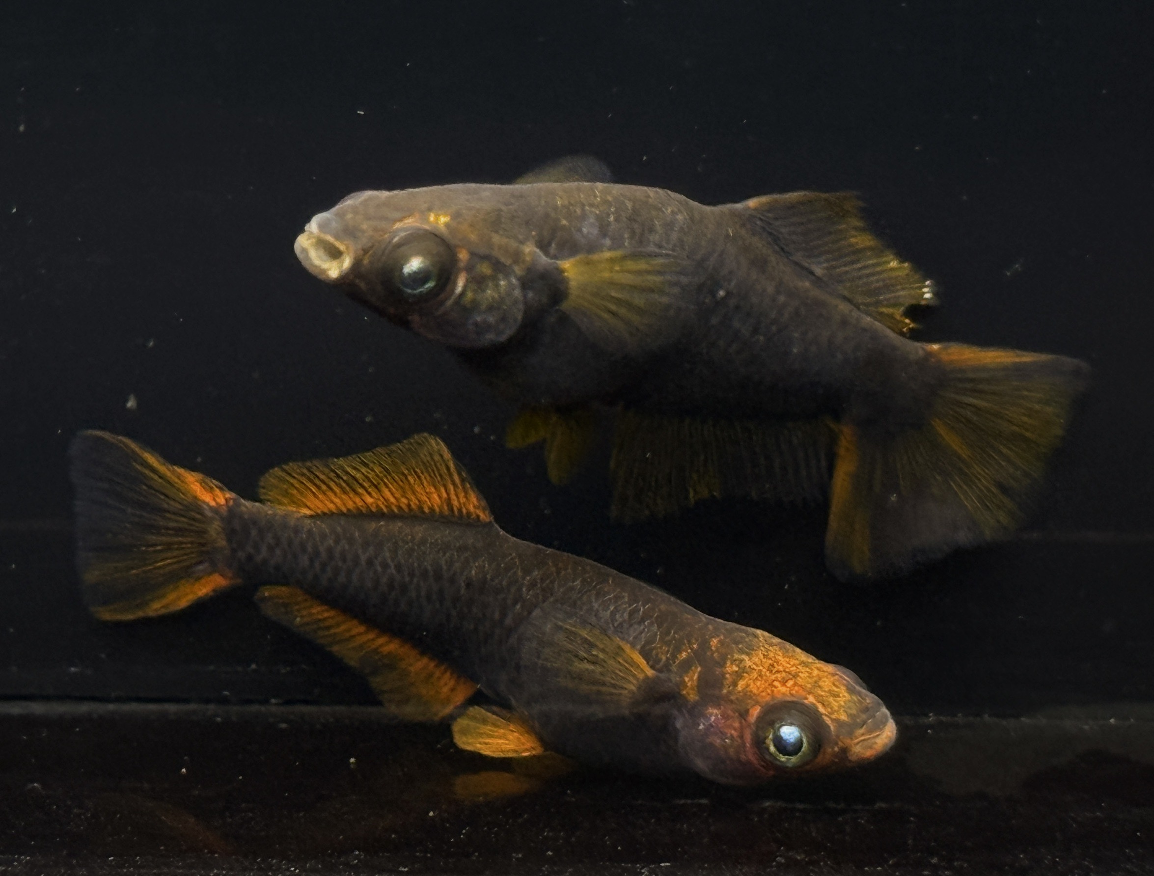God Type R 'Hikari, Earth eyes, (นำเข้าญี่ปุ่น)(ตัวจริงตามภาพ)