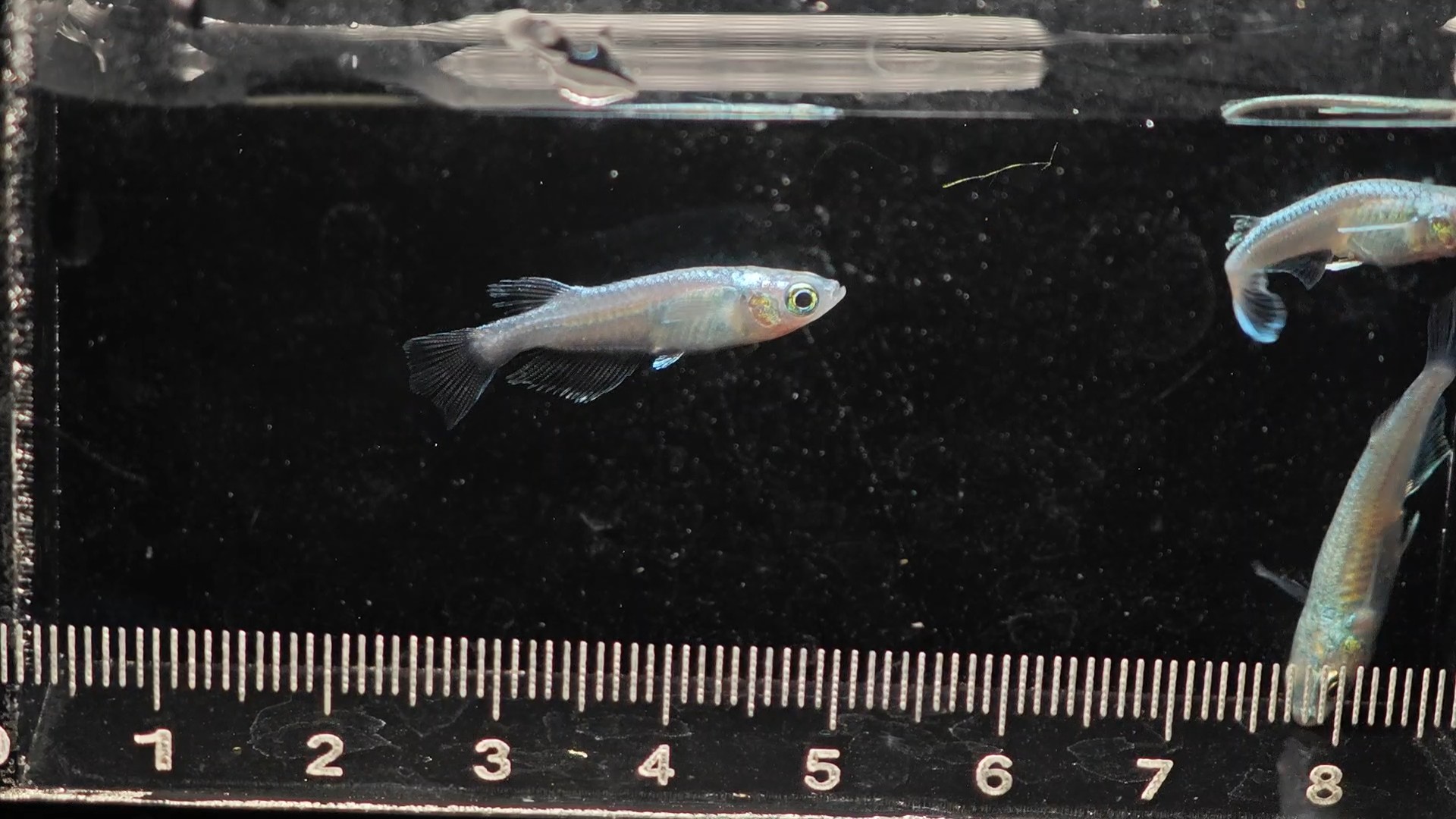 tarumi long fin 垂水ロングフィンเพาะไทย