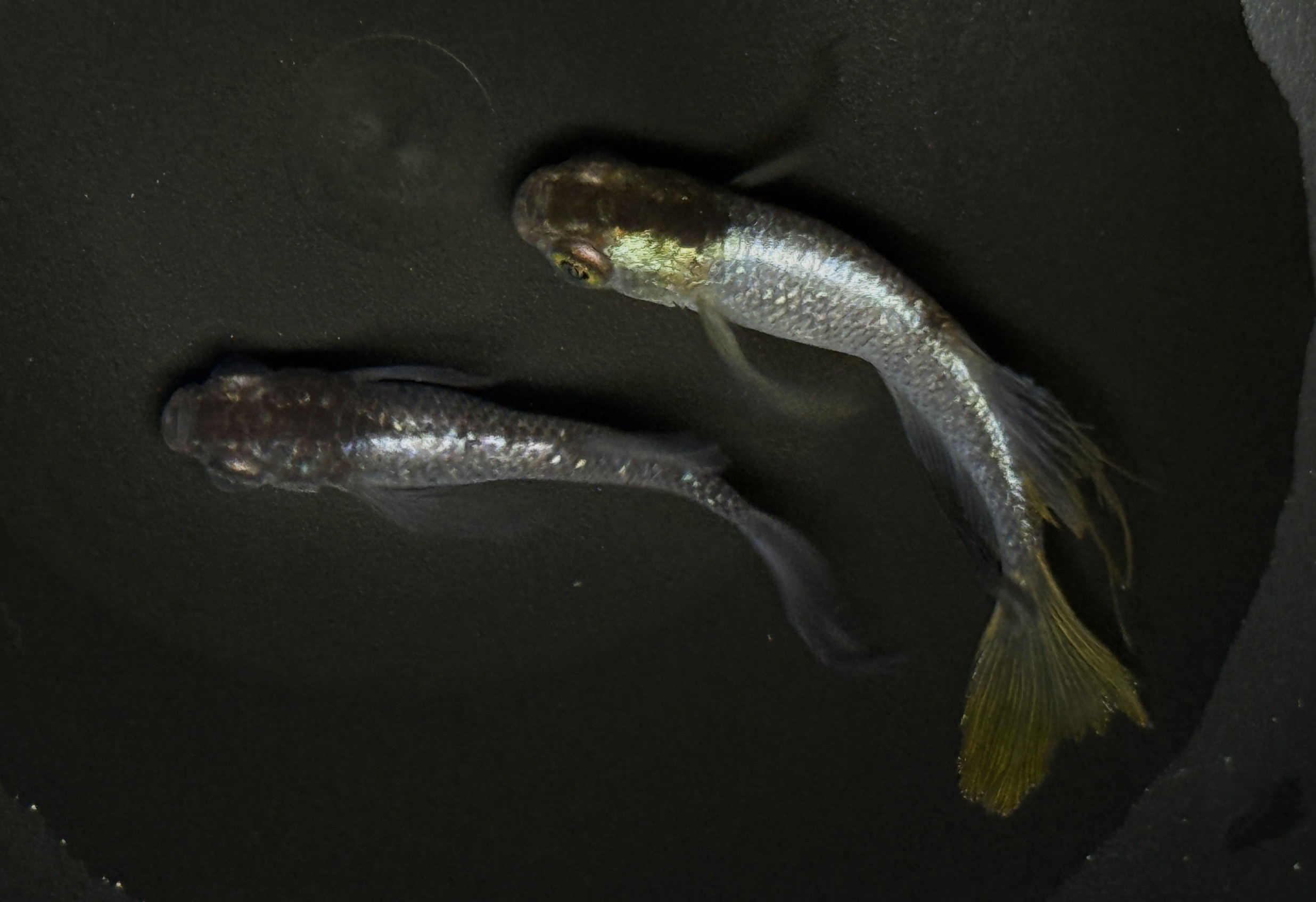 ปลาก้นกรุ Tou 'Hikari, Matsui long fin, Earth eyes' เพาะไทยคัดพิเศษ