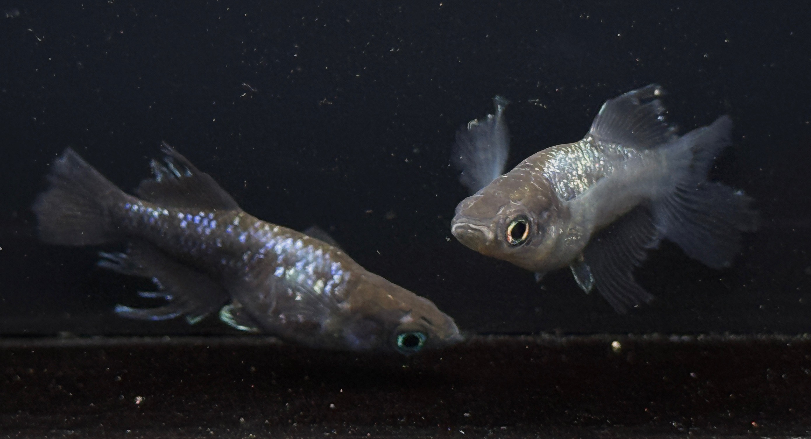Spade II (Balck Type) 'Hikari,Swallow,Matsui longfin'